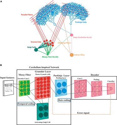 A cerebellum inspired spiking neural network as a multi-model for pattern classification and robotic trajectory prediction